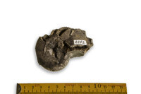 F 02262
<br/>
<br/>
<em></em>